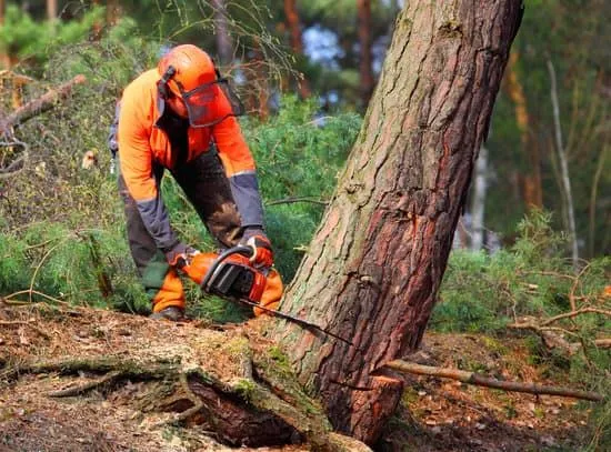 925dc1_UnderstandingTreeFellingRegulationsinGlasgow 599w