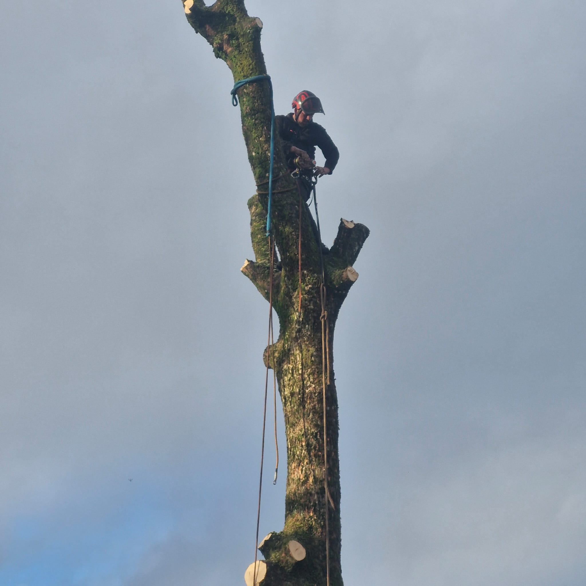 An arborist climbing a tall, dead, dismantled tree trunk.