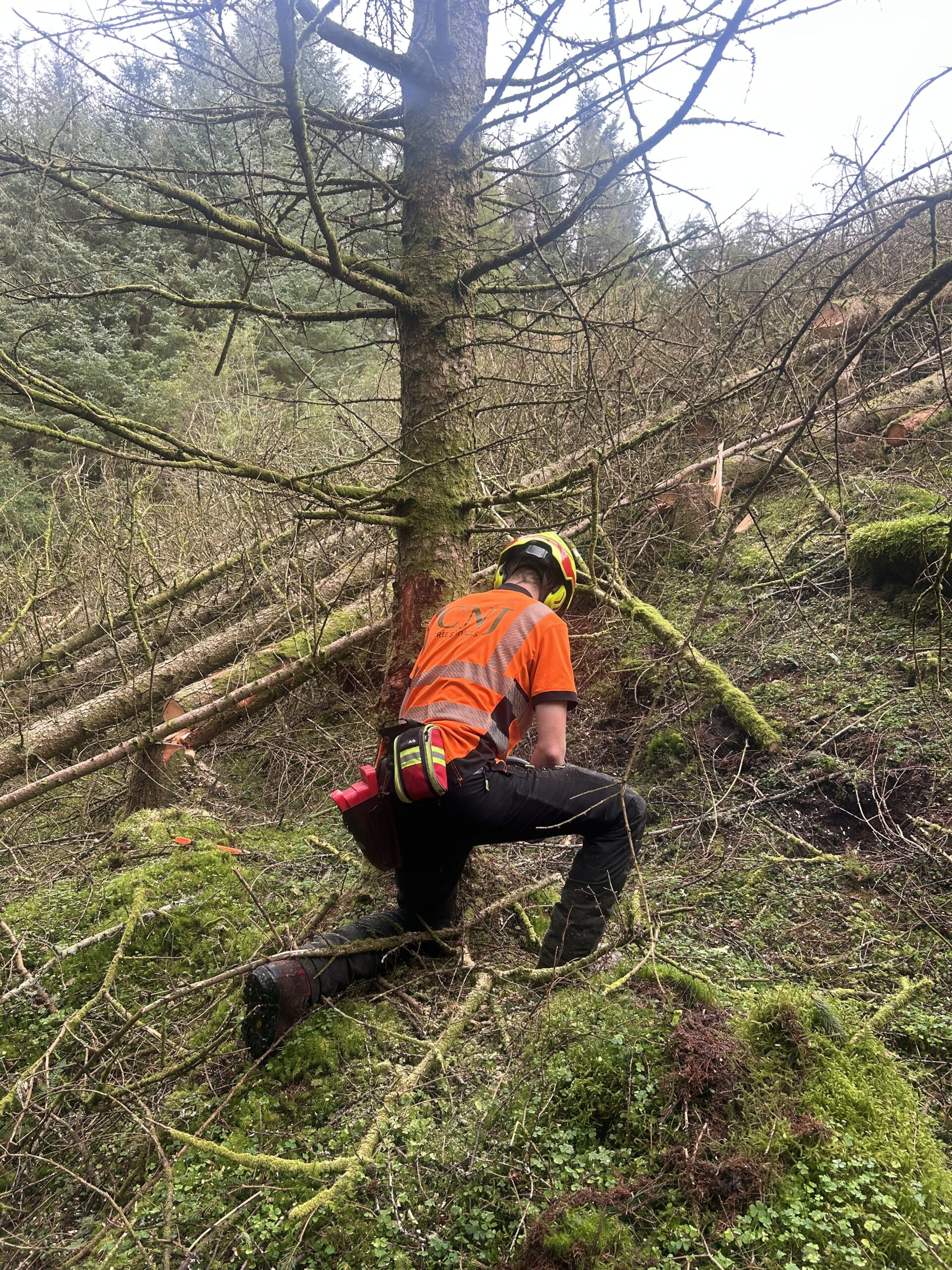 arborist cutting fallen tree on wooded slope