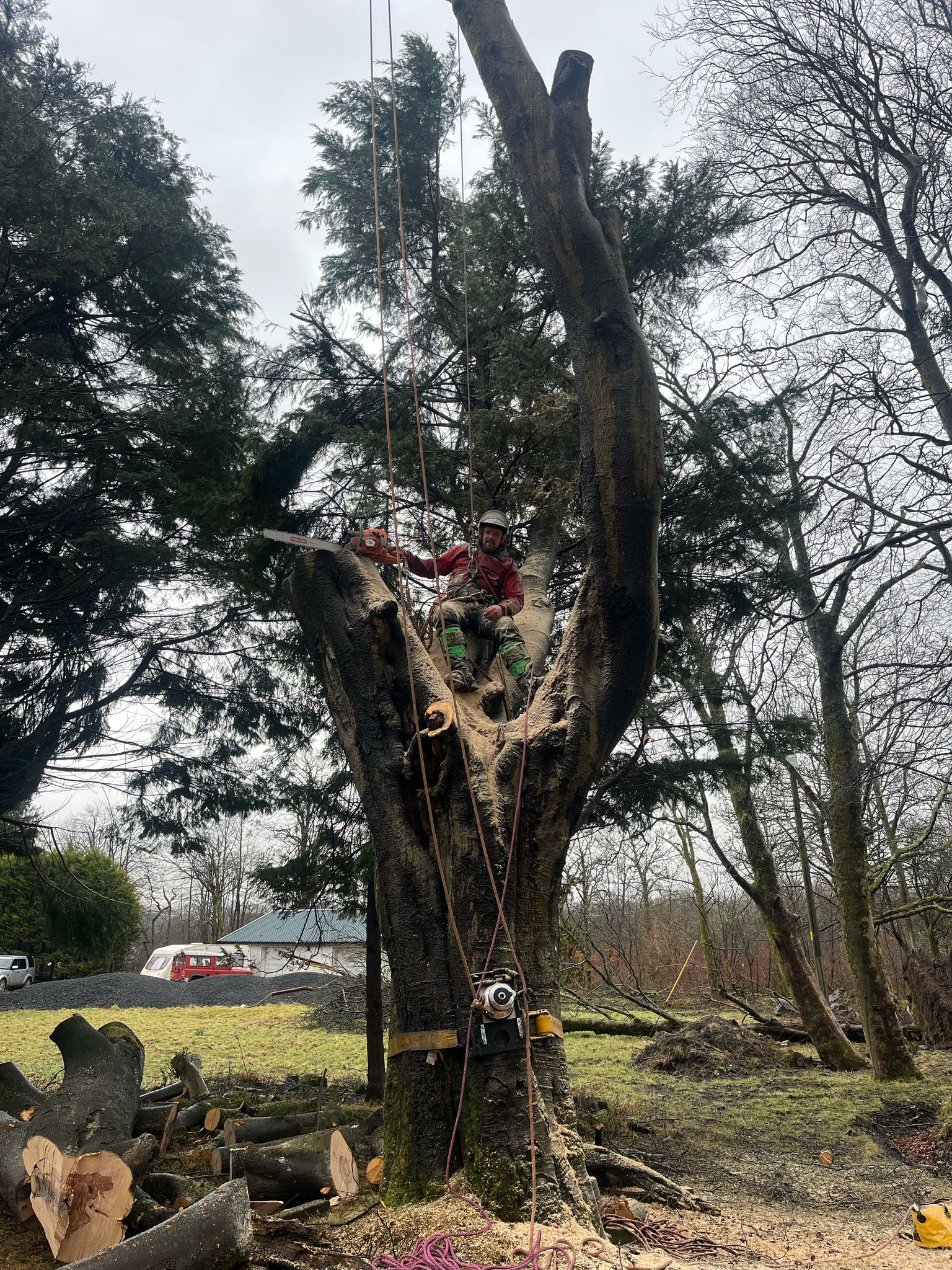 arborist in harness sectioning large tree crown