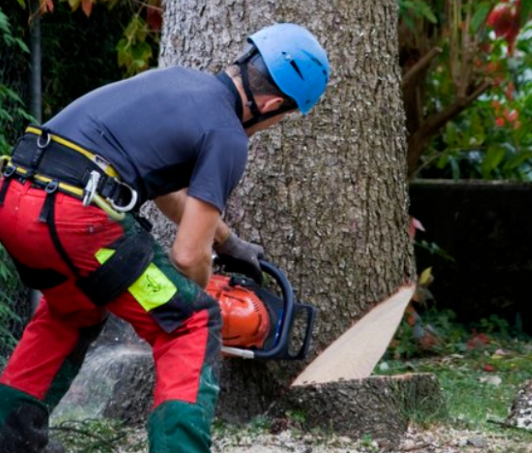 arborist in helmet cutting tree trunk notch 2