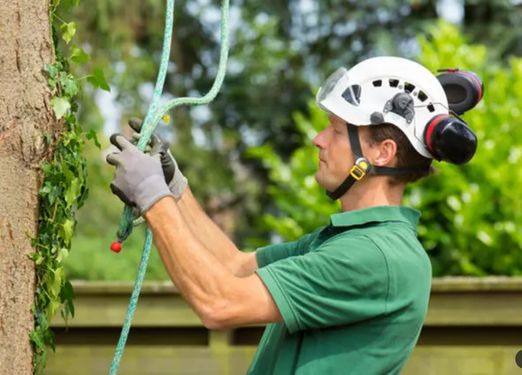 A tree surgeon in a helmet and ear protection handling a climbing rope against a tree trunk covered in ivy.