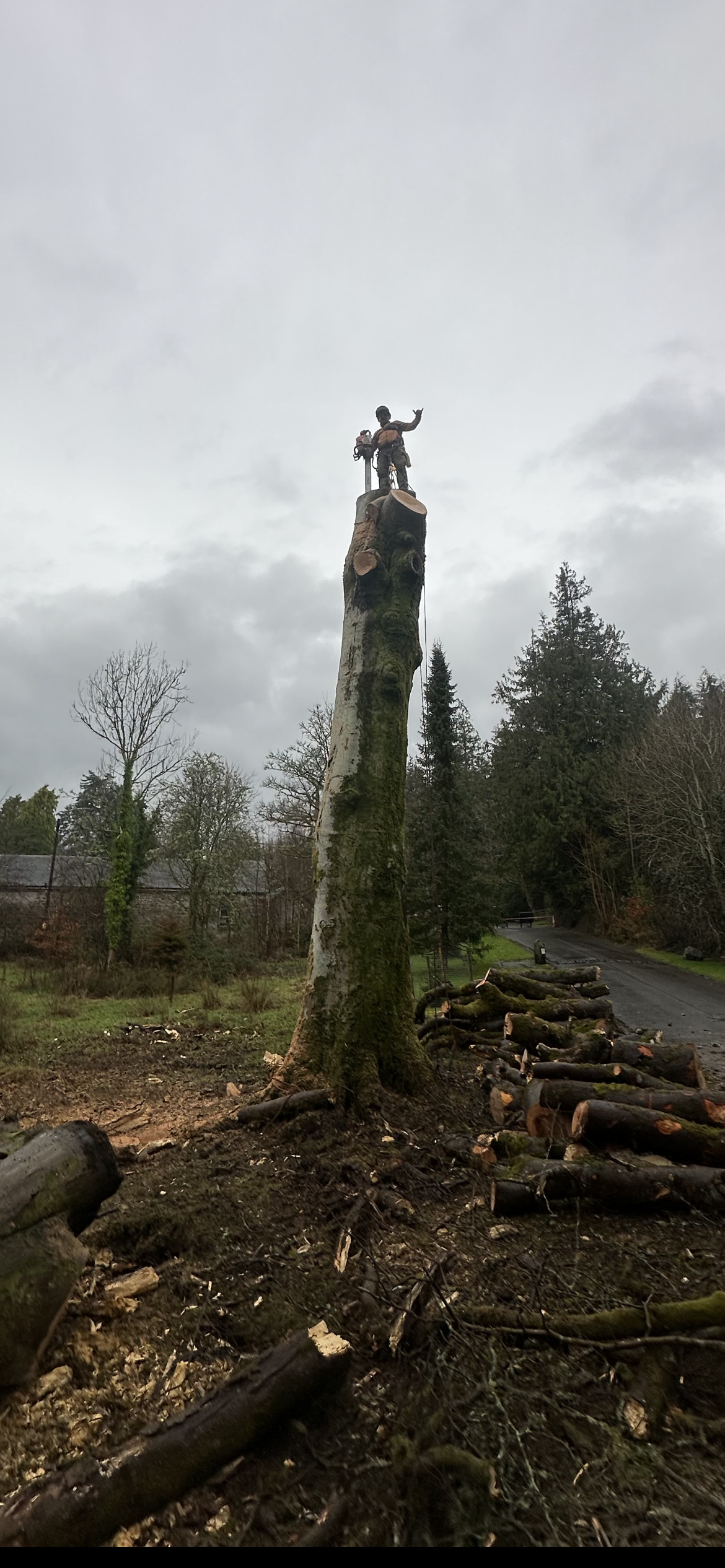 arborist standing atop tall cut tree stem