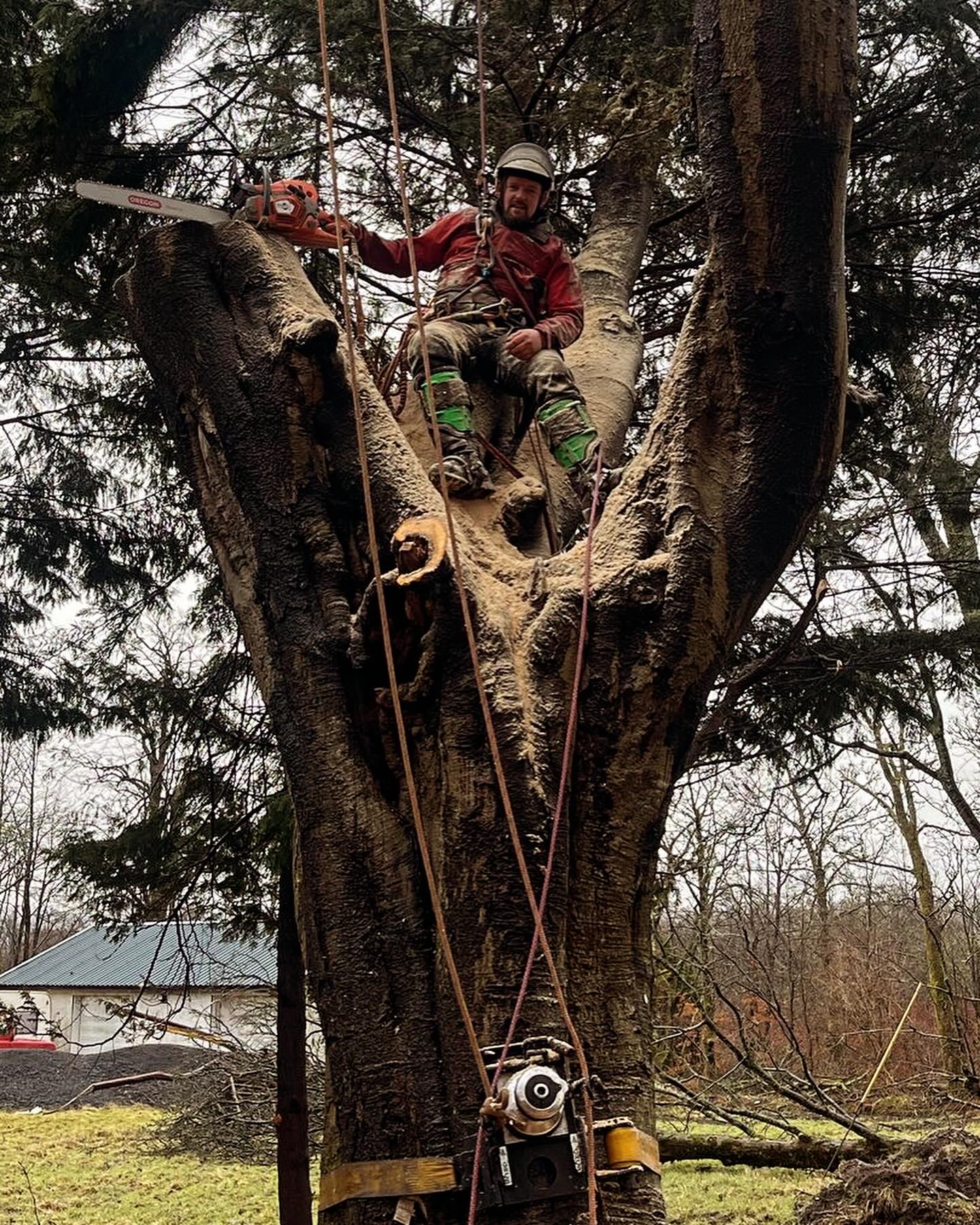 An arborist with a chainsaw, roped up in a tree canopy.
