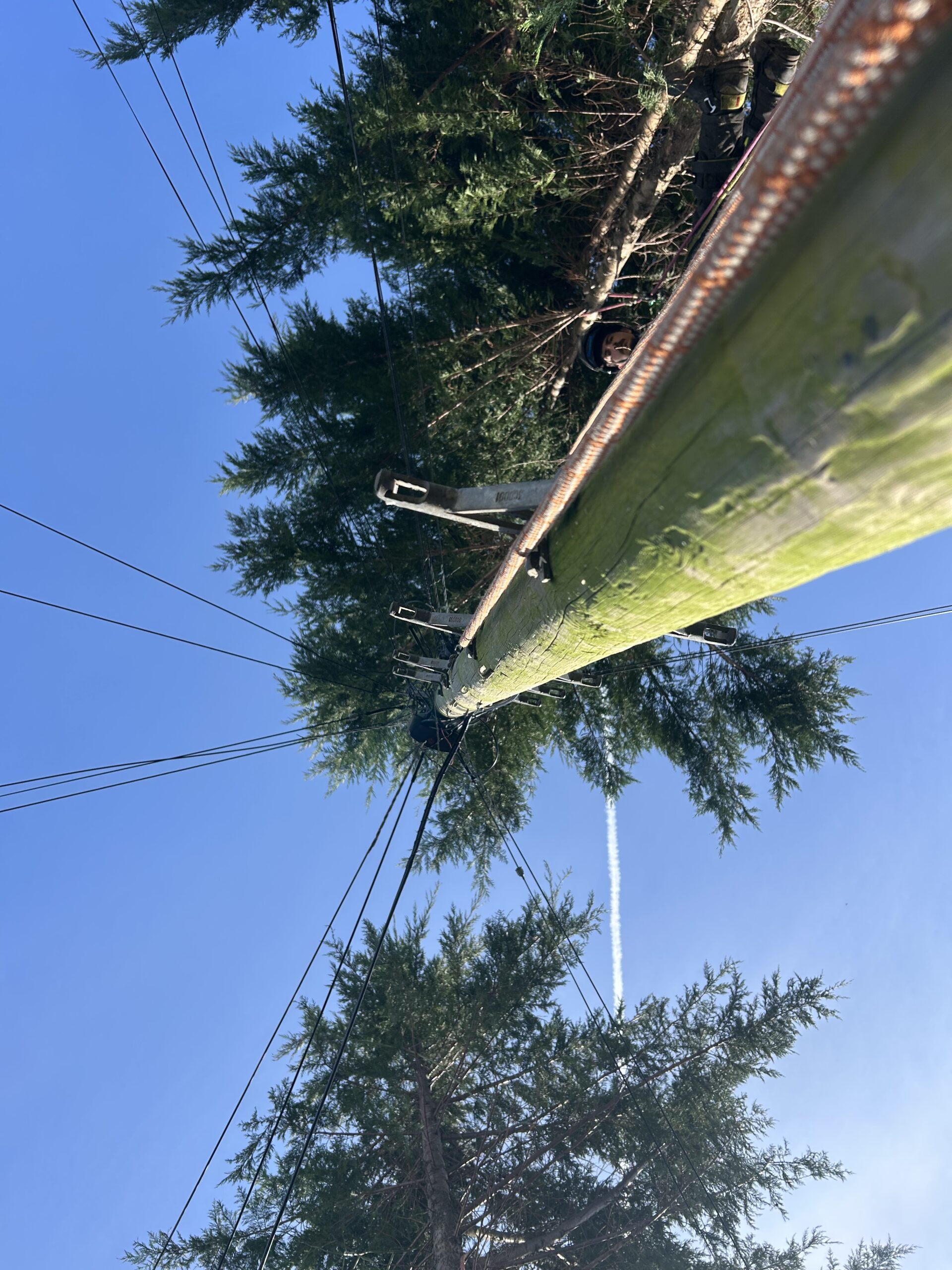 arborist working near utility pole and power lines in tree
