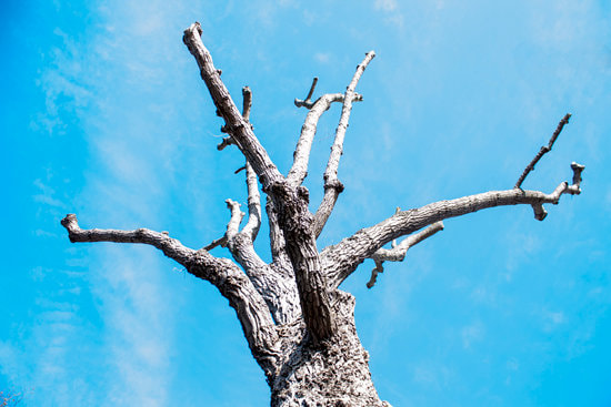 bare dead tree crown against blue sky