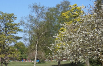 blossoming trees in a park spring