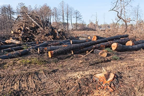 A cleared woodland site with charred felled tree trunks and cut branches piled on bare, blackened ground.