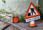 cdfd05_tree cutting services tree felling tree removal tree trimming tree pruning stump