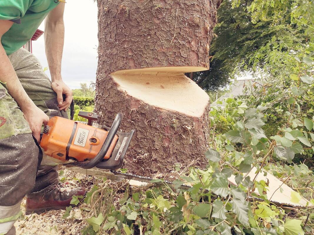 chainsaw cutting notch into large tree trunk