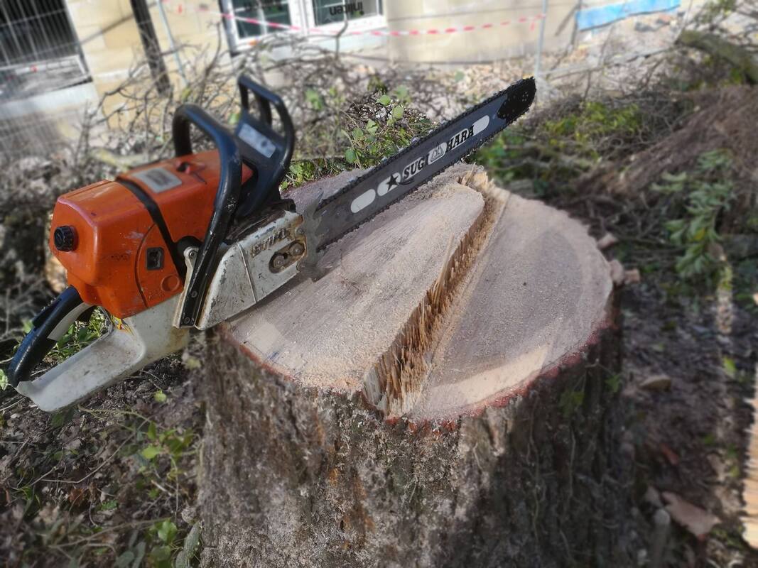 An orange and black chainsaw laid across a freshly cut tree stump with visible wood grain and bark.