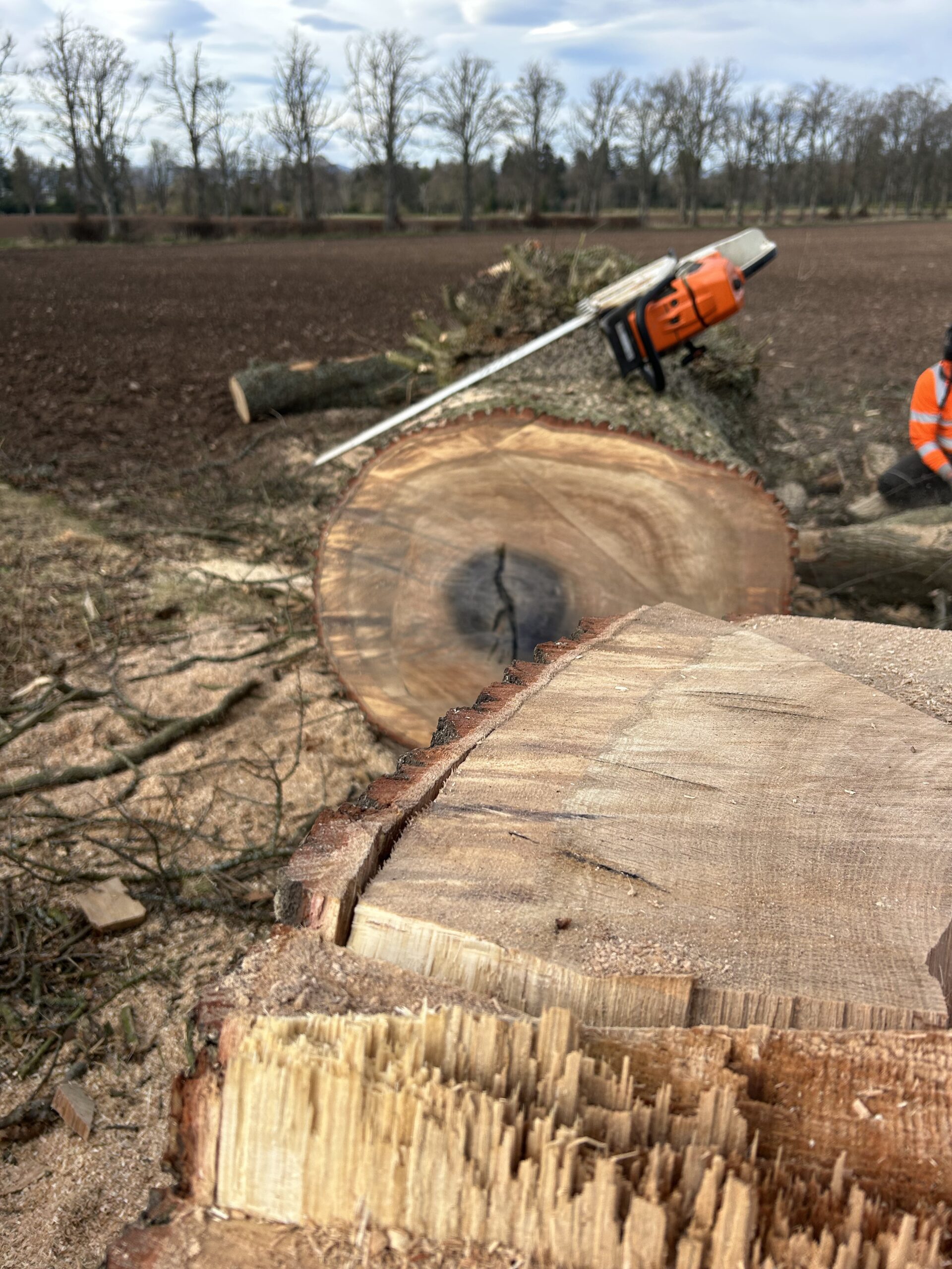 chainsaw resting on freshly cut tree trunk in field