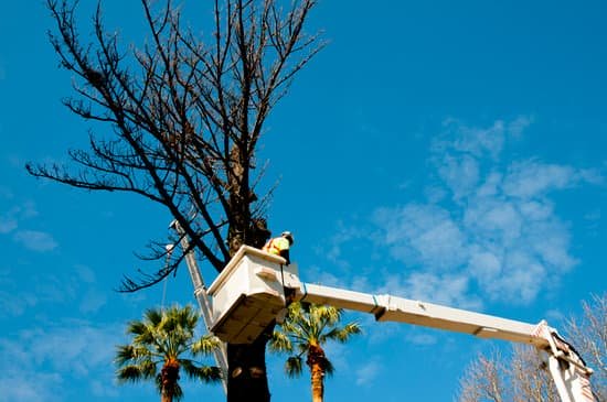 A worker in a cherry picker bucket trims a bare tree with palm trees visible in the background under a blue sky.