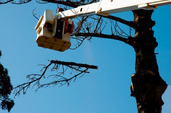 A worker in a cherry picker platform uses a pole saw to cut a bare branch from a large tree against a clear blue sky.