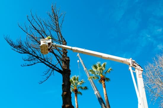 A tree surgeon working from a cherry picker bucket prunes a bare tree beside tall palm trees against a clear blue sky.