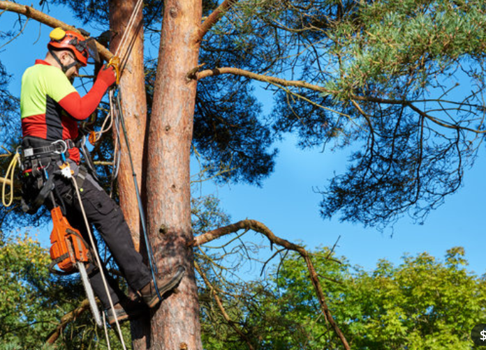 A tree surgeon in a harness climbs a tall pine tree trunk with a chainsaw hanging from his belt.