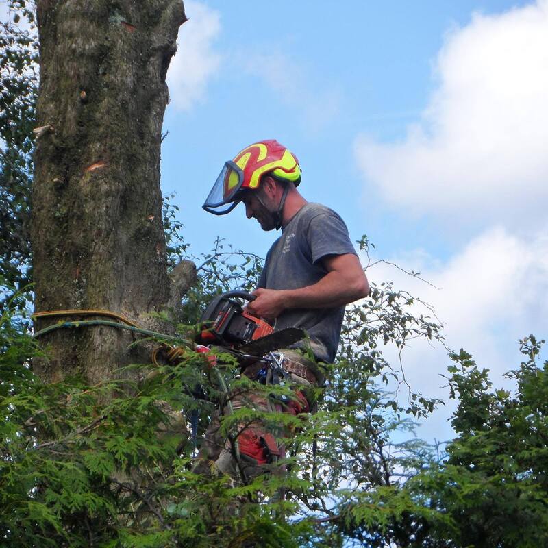 A tree surgeon in a red and yellow helmet stands atop a partly felled tree trunk holding a chainsaw amid greenery.