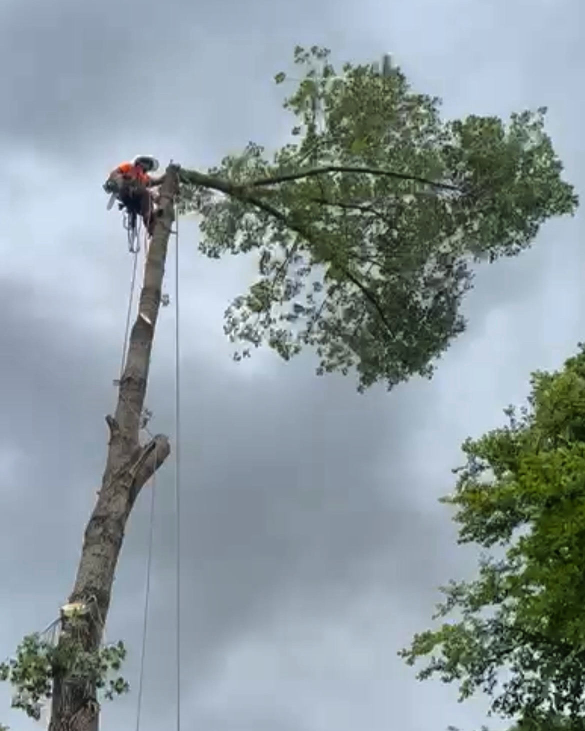 climber cutting branch at top of tall tree using rope access