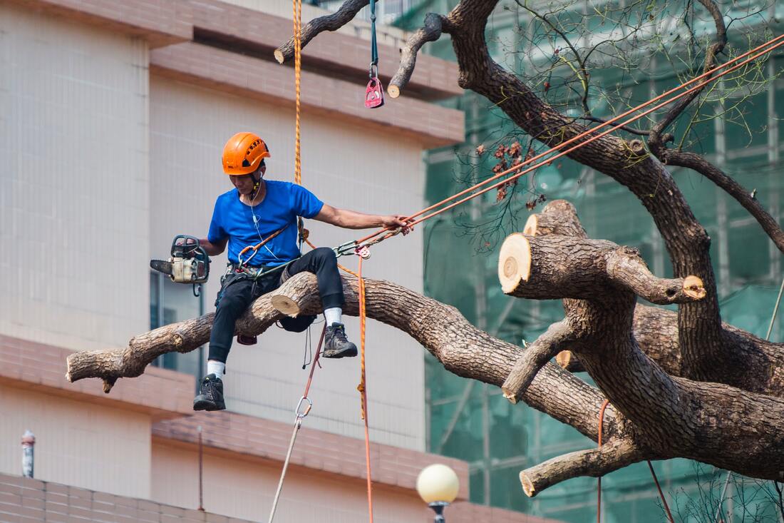 A tree surgeon in a helmet and harness sits on a cut branch high in a tree, holding a chainsaw with the trunk sectioned around him.