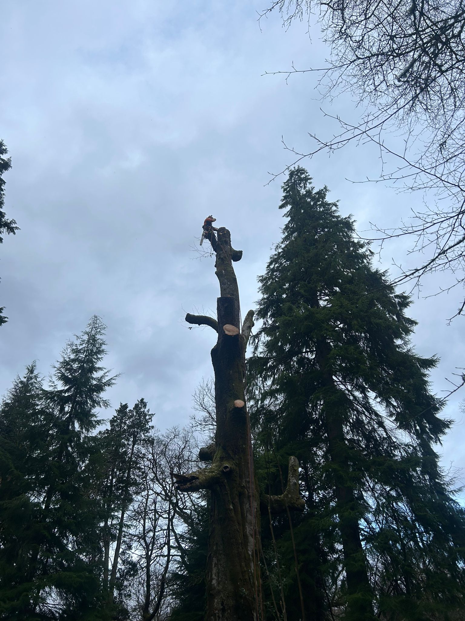 climber dismantling dead standing tree trunk