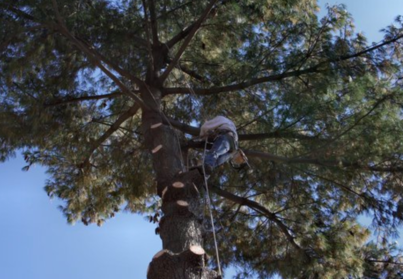 climber in harness up conifer tree