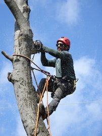 climber in red helmet ascending tree trunk