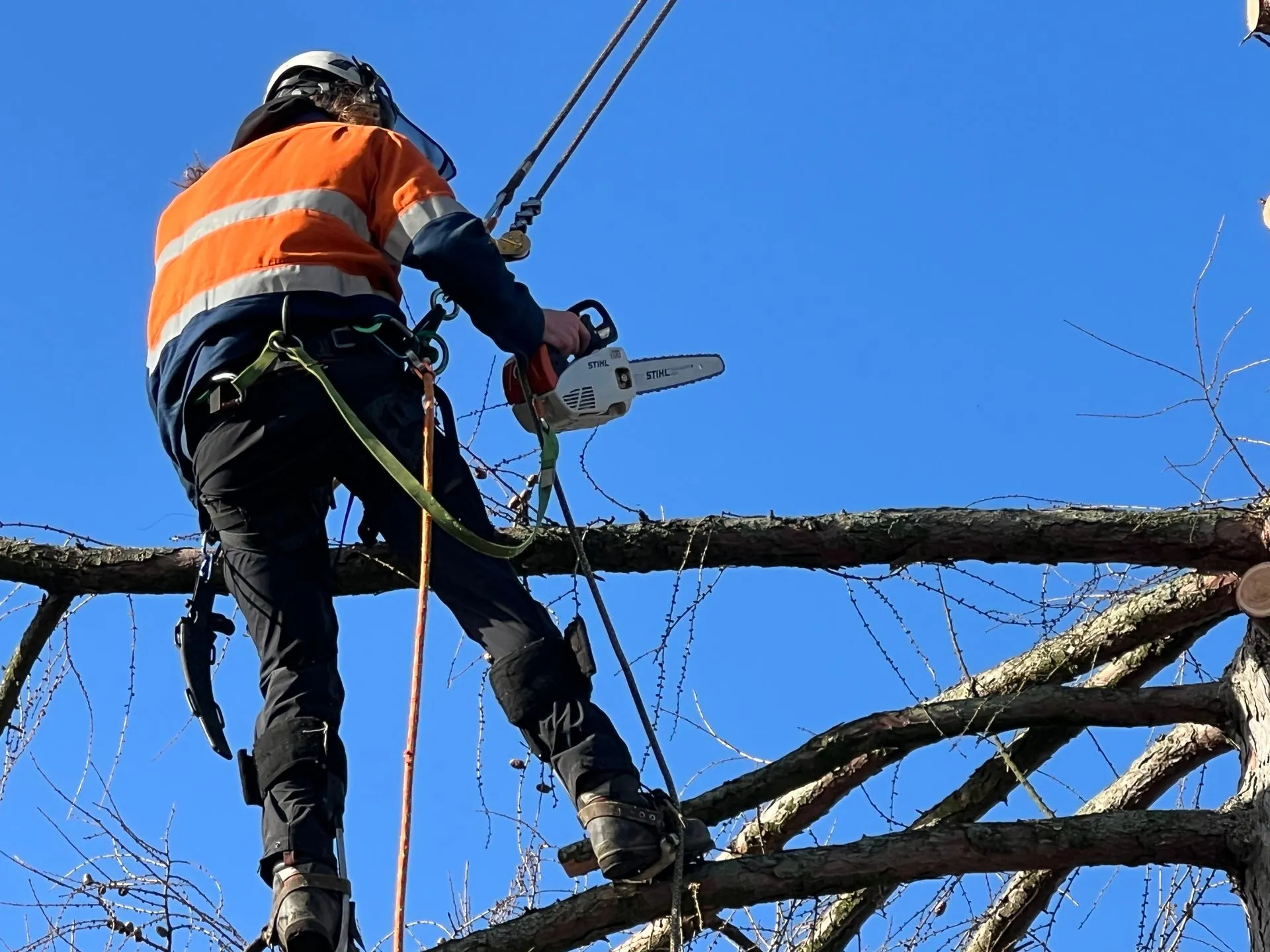 climber in tree with stihl chainsaw