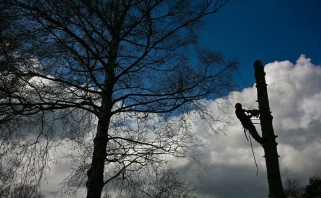 A tree surgeon works partway up a tall, pruned tree trunk silhouetted against a cloudy sky with a bare tree in the foreground.