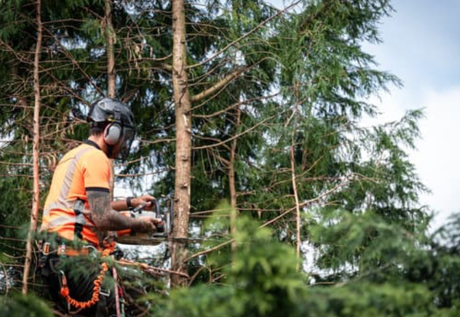 A tree surgeon in orange safety gear and a helmet operating a chainsaw among the branches of a conifer.