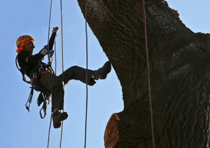 A tree surgeon in an orange helmet rappels down ropes past a thick tree trunk with a large cut branch stub.