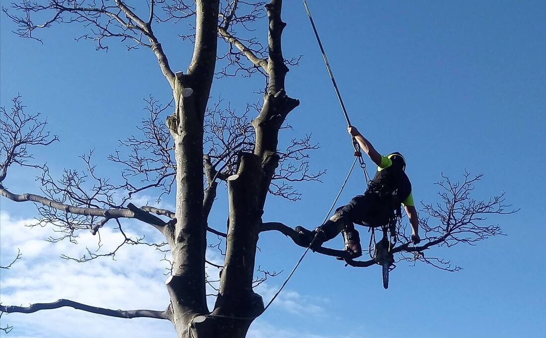 A tree surgeon in a harness and high-vis top climbs a rope high in the bare branches of a large tree against a blue sky, with a chainsaw hanging from his climbing gear.