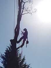 A tree surgeon silhouetted while roped up a conifer tree against a bright sky, using a chainsaw.