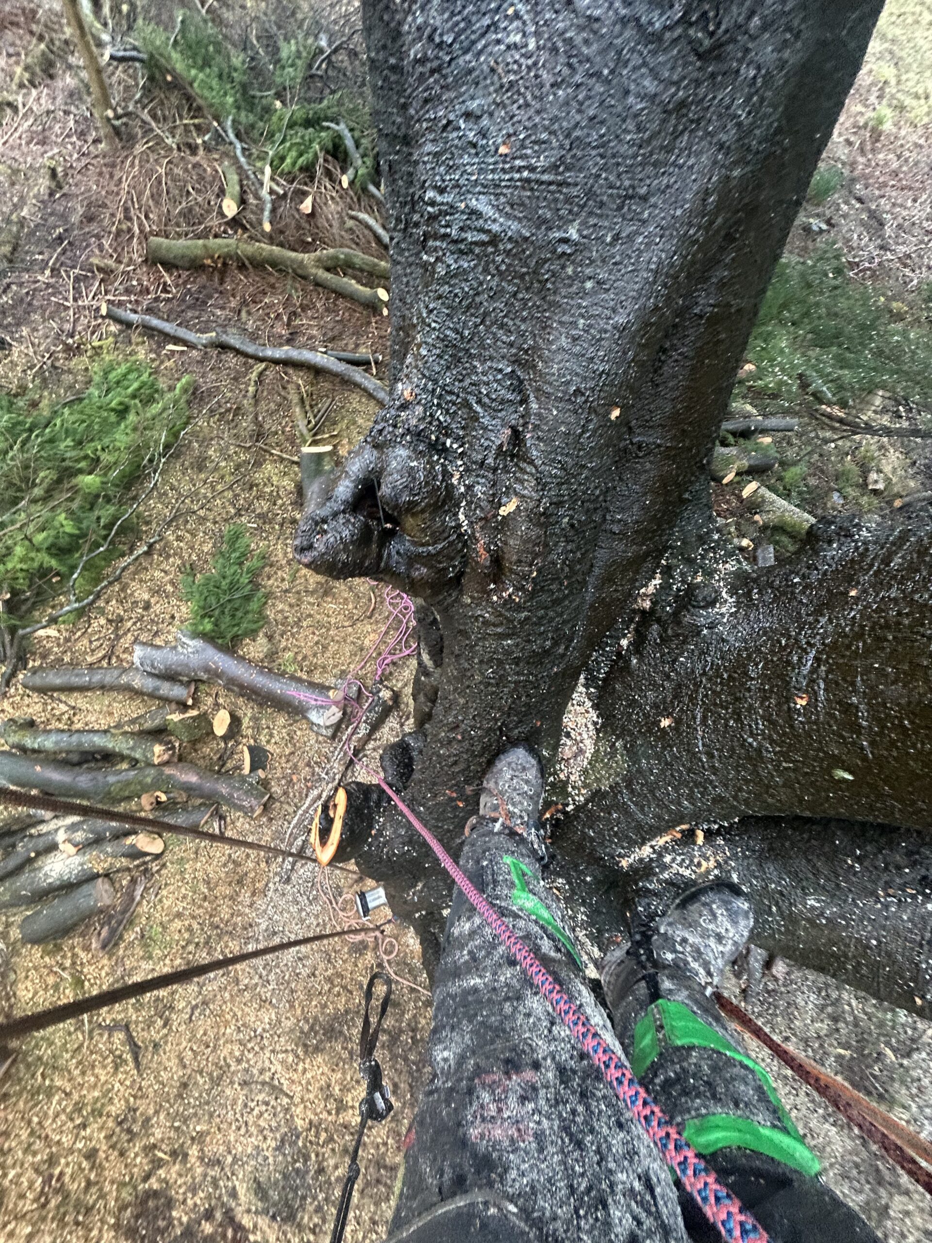 climber s spiked boots and rope on tree trunk close up