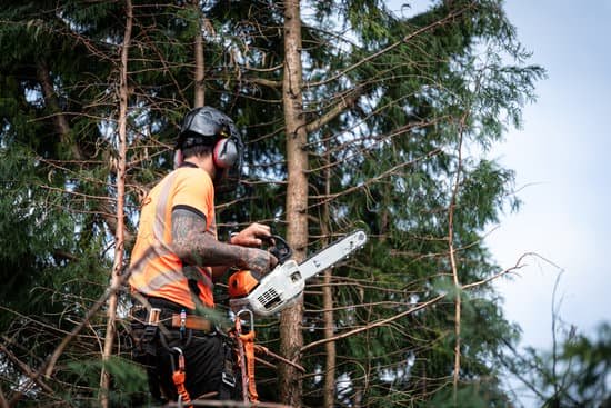 A tree surgeon wearing ear defenders and an orange hi-vis top uses a chainsaw while working up in a conifer tree.