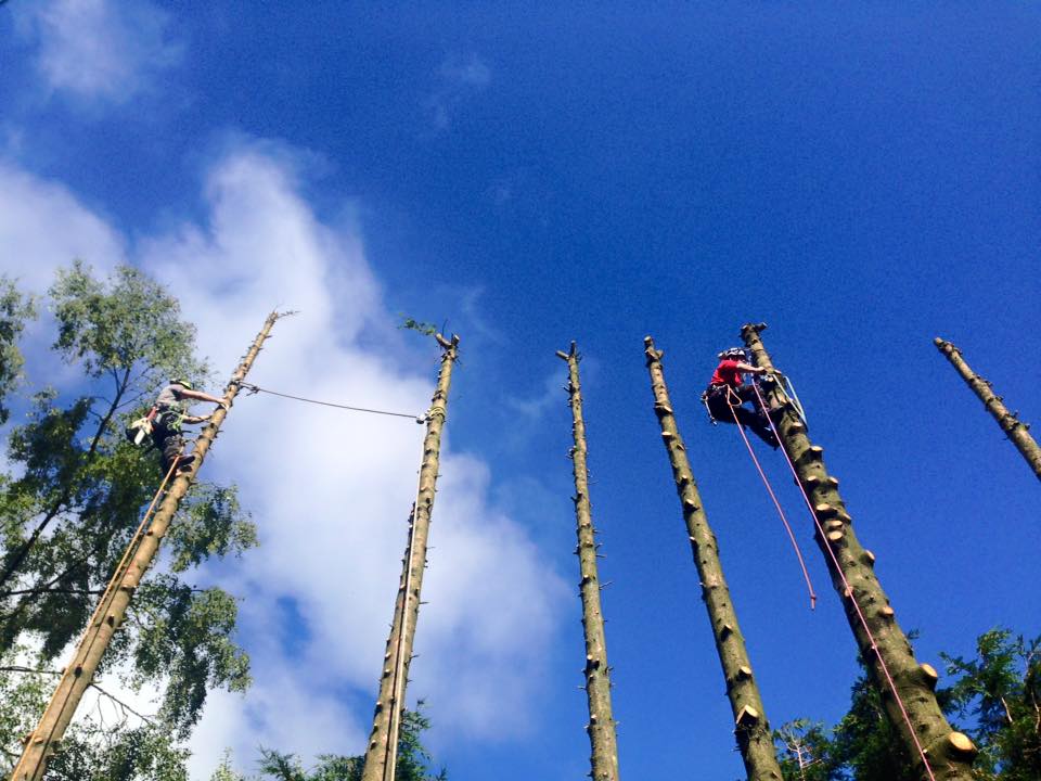 Two tree surgeons using ropes and harnesses to climb a row of tall, branch-stripped tree trunks against a blue sky.