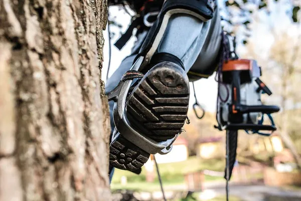 climbing spike boot against tree trunk