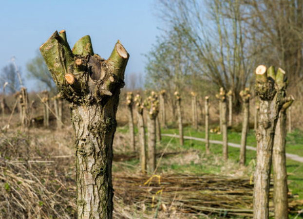 A close-up of a pollarded tree trunk with pale freshly cut wood at its top, with more cut stumps in a row behind it.