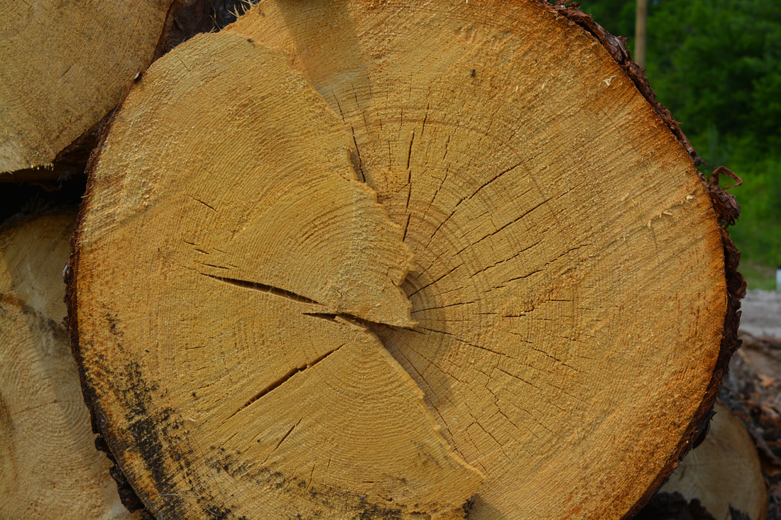A close-up of a cut log shows its concentric tree rings and radial cracks.