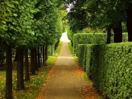 commercial hedge cutting glasgow