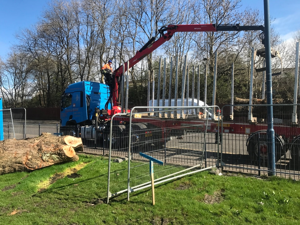 A crane-mounted lorry with a worker in orange hi-vis loads timber logs behind temporary fencing, with a large felled tree trunk on the grass in the foreground.