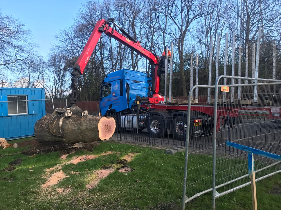 A red hydraulic crane on a blue flatbed truck lifts a large cut tree trunk beside a site cabin and metal fencing.