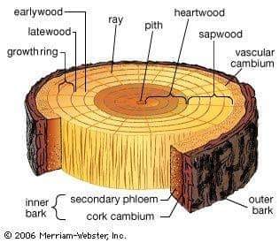 A labelled diagram of a tree trunk cross-section showing the bark, growth rings, sapwood, and heartwood.
