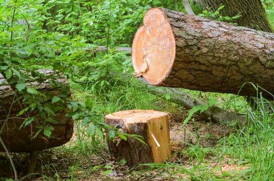 A freshly cut tree stump stands in woodland next to a large felled log showing its exposed growth rings.