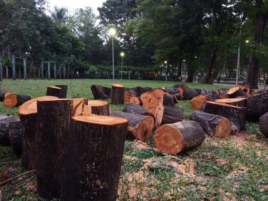Several dark tree stumps with pale cut faces surrounded by scattered logs on a grassy park lawn at dusk.