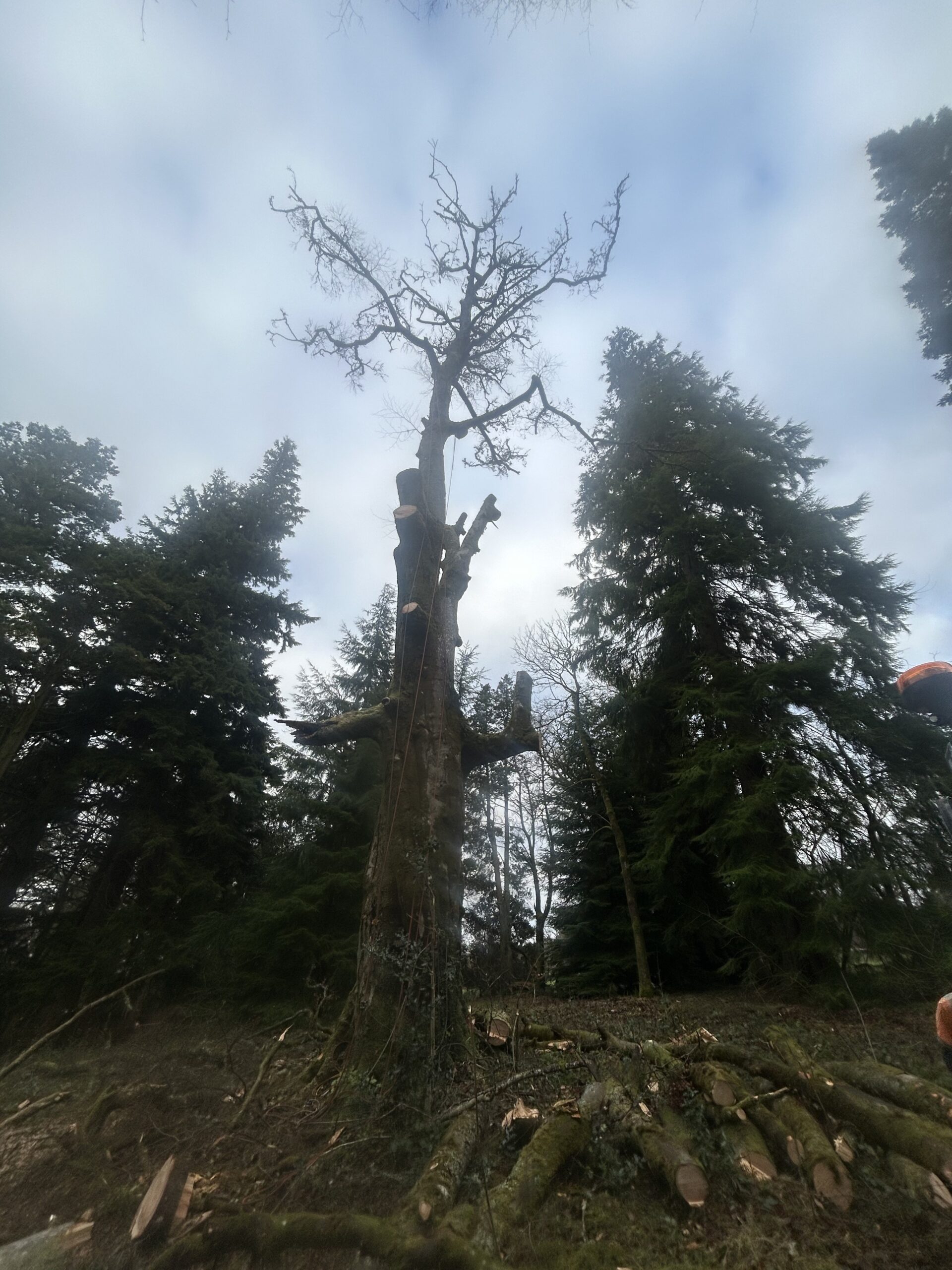 dead tree partially dismantled amid conifers