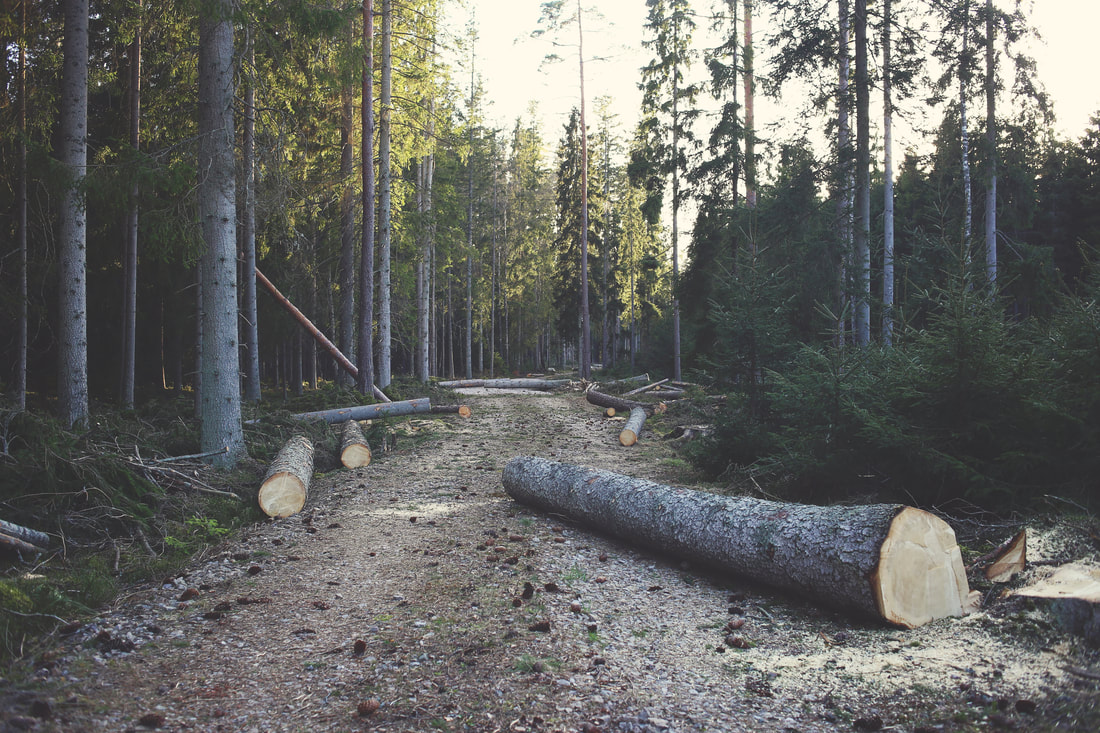 Freshly cut logs lie across a dirt forest track lined with tall pine trees.