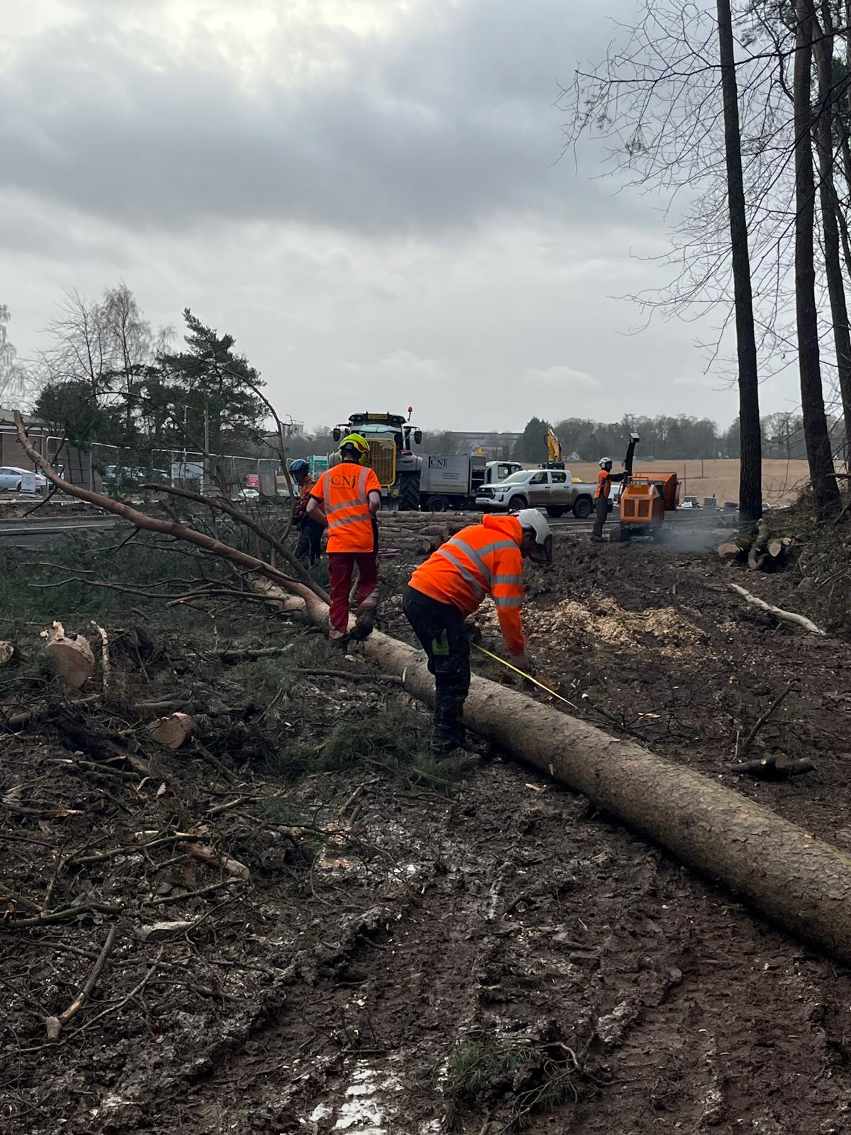 felled tree trunk being measured beside wood chipper