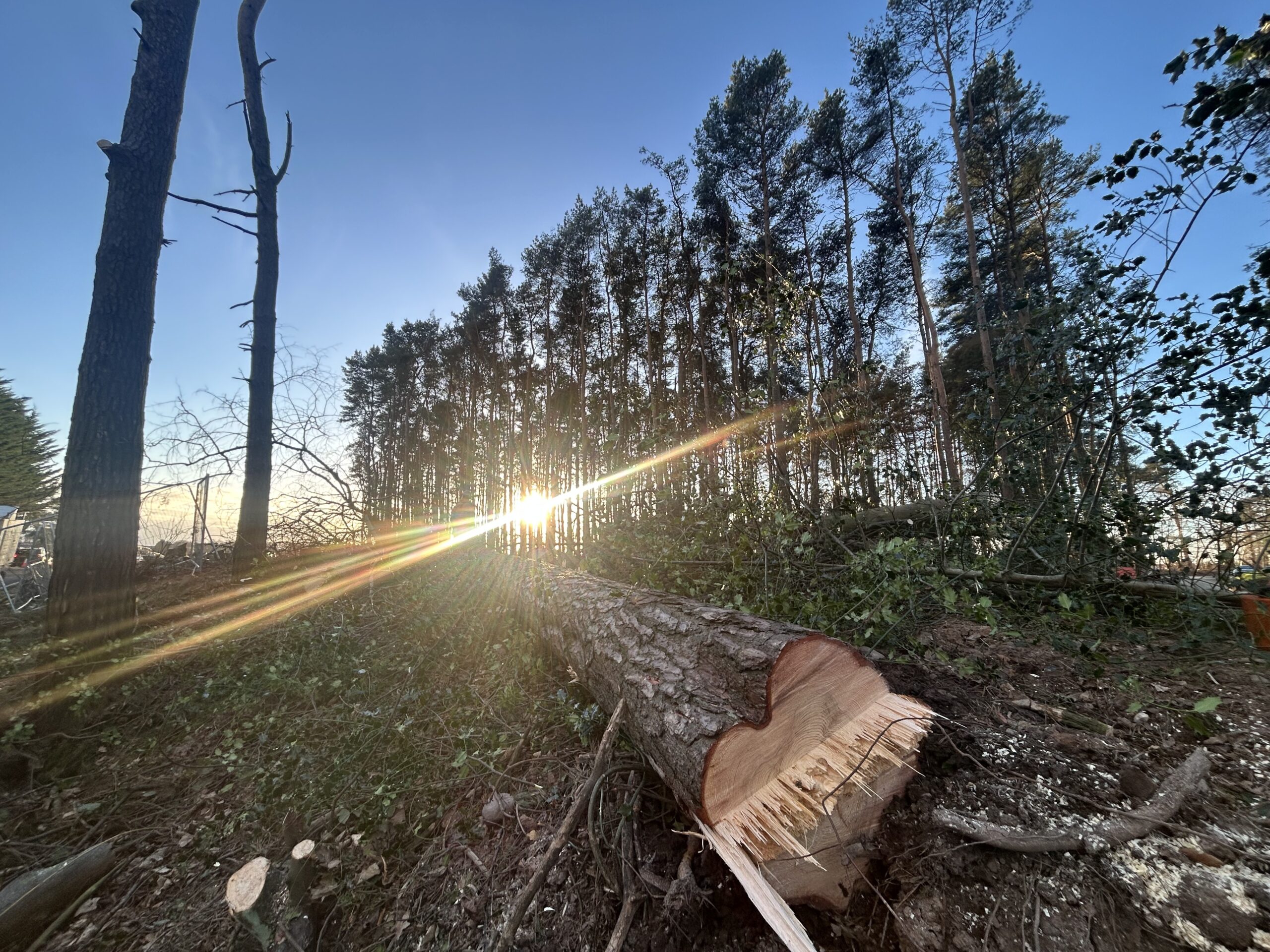 felled tree trunk with heart shaped chainsaw cut