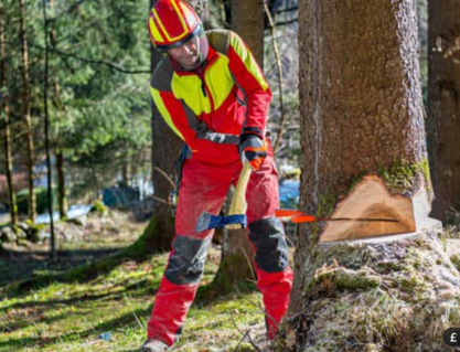 A tree surgeon in red and yellow safety gear and a helmet making a felling cut into a large tree trunk in a forest.