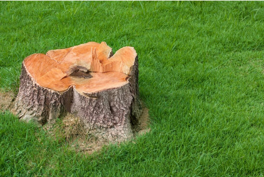 A freshly cut tree stump with pale orange wood sits in a green lawn.